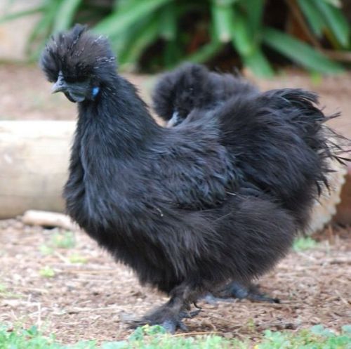 8 Silkie Hatching Eggs