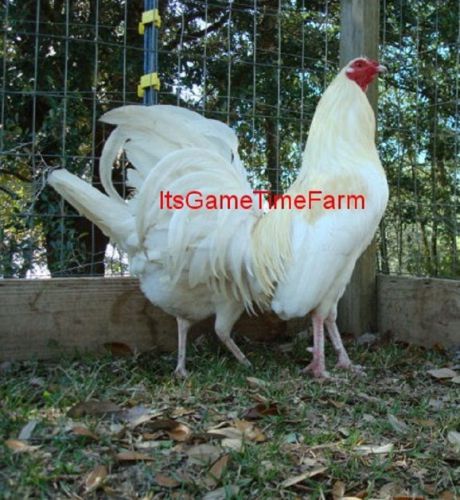 8 White Kelso Gamefowl Hatching Eggs