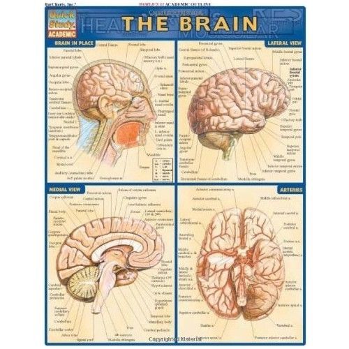 Anatomy of the brain medical human study guide chart academic anatomical section for sale