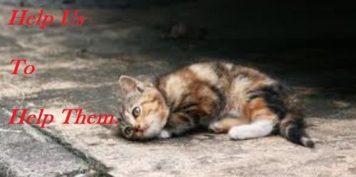 Cats Life Saving - Donate Only 0.99$ Contribution Donation To Save Cats!