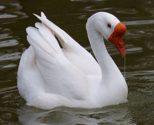 Chinese Swan Goose Hatching Eggs 4