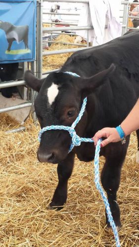 Cattle halter.Heavy Duty  halter (white/blue)