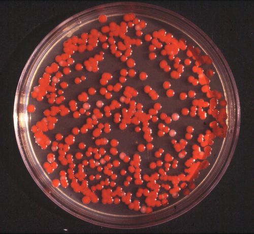 MacConkey agar dehydrated media 50g