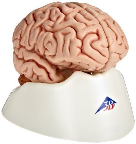 NEW 3B Scientific C18 5 Part Classic Brain Model  5.1&#034; x 5.5&#034; x 6.9&#034;