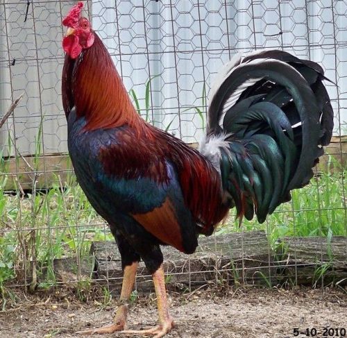 7+chicken gamefowl hatching eggs pure reb williamson albany-presale ships30+days for sale