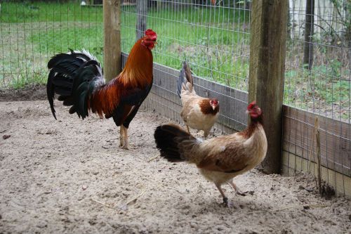 cecil davis kelso gamefowl hatching eggs