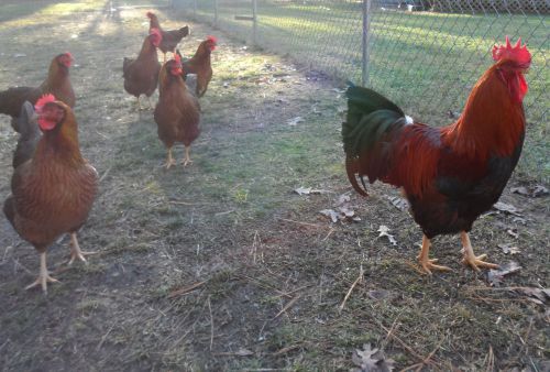 15+ Welsummer chicken hatching eggs