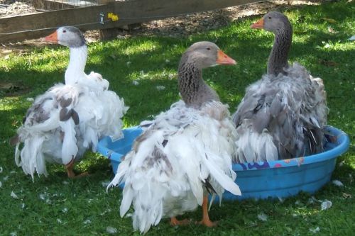 6 colored sebastopol goose hatching eggs - gray, buff, saddleback - laying now! for sale