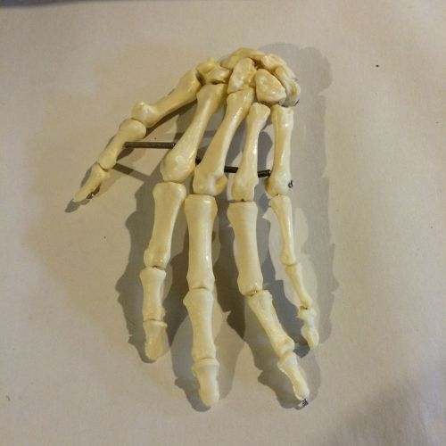 Anatomical Skeletal Hand Models-