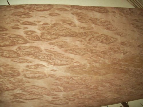 eucalyptus burl veneer 10 @ 12 x 34 [4470