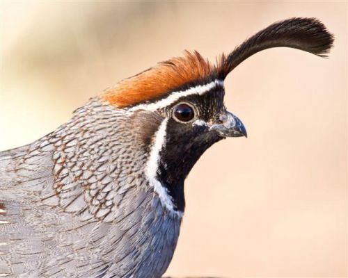 42+++ gambel quail hatching eggs. npip and ai free flock for sale