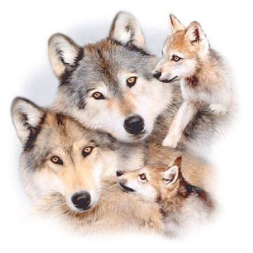 Wolf family heat press transfer for t shirt tote sweatshirt quilt fabric 220a for sale