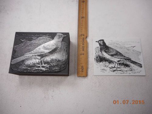 Letterpress Printing Printers Block, Ornithology, Bird by Mountains