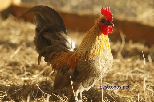 8+ Old English Bantam Chicken Hatching Eggs *Quail Duck Turkey Pheasant*