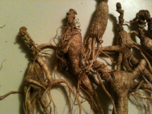 10 GRAM  APPALACHIAN MOUNTAIN WILD GINSENG ROOTS VERY OLD With LONG NECKS