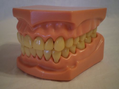 SET of TOP &amp; BOTTOM JAW PLASTIC DENTAL TEETH MODEL