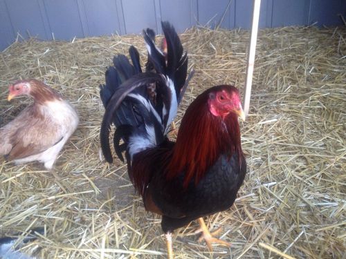 6+ Hatching Eggs Kelso Jumper Over Spanlged, Mclean And Sweater Hens Gamefowl