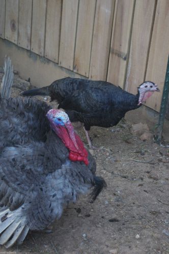 Mix (bronze and blue slate) Turkey  Hatching Eggs 6