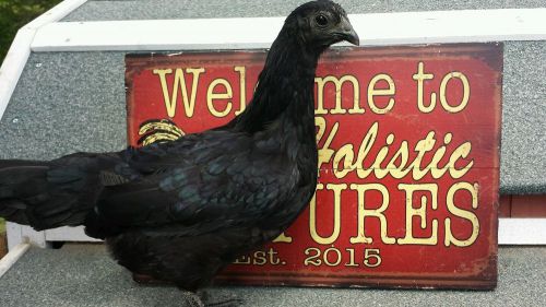 6+ Purebred Ayam Cemani fertile hatching eggs