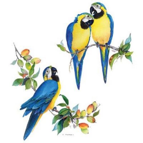 Blue gold macaw parrot heat press transfer print for shirt sweatshirt fabric 208 for sale