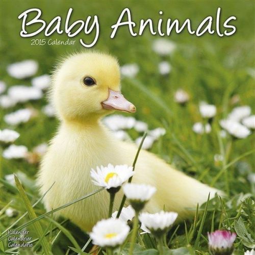 New 2015 baby animals wall calendar by avonside- free priority shipping! for sale
