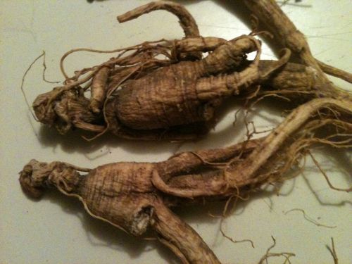 28 Gram  DRY WILD Appalacian Mountain GINSENG ROOTS VERY OLD With LONG NECKS