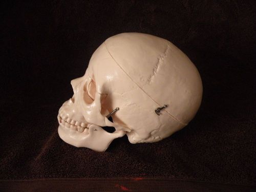 CS-20 BUDGET SKULL NEW IN BOX