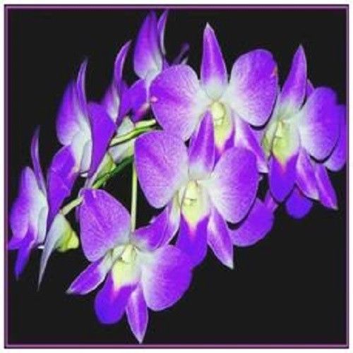 30 Custom Purple Orchids Personalized Address Labels