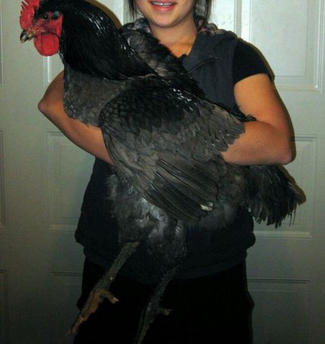 BLACK JERSEY GIANT CHICKEN HATCHING EGGS........... 12 EGGS