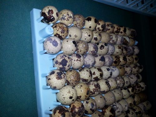 60+ Jumbo Brown Coturnix Quail Hatching Eggs.