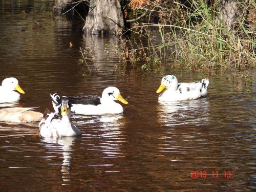 24+ Ancona Fertile Hatching Duck Eggs