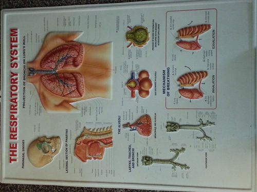 Respiratory System Poster