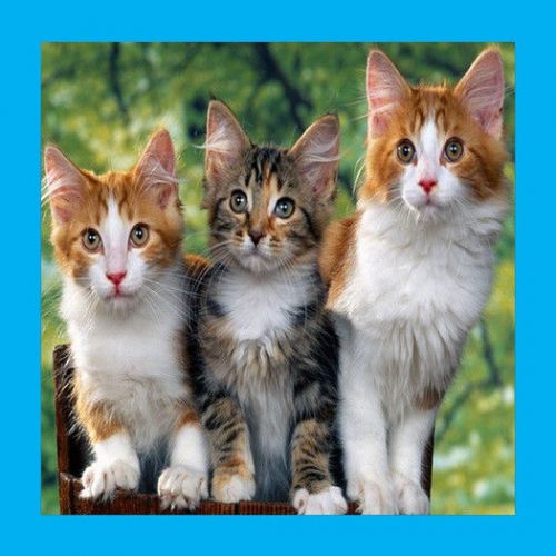 30 Custom Kitten Art Personalized Address Labels