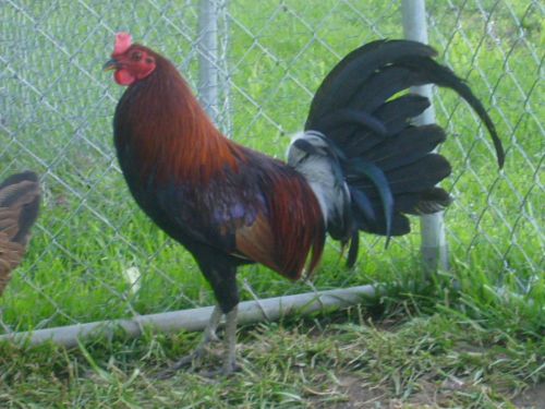 7+ Chicken Gamefowl Hatching Eggs Pure Rat Graves Leiper-Presale 30 to 45 days