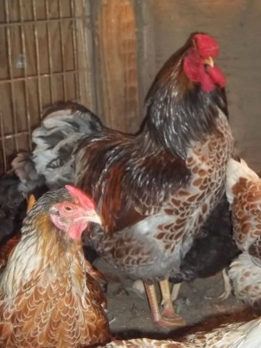 6  Blue Laced Red Wyandotte  + 6  Black,Blue copper and Splash Maran  eggs