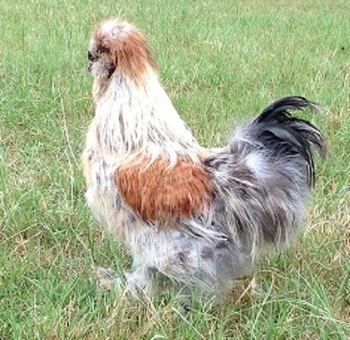 9 Fertile Silkie Hatching Eggs!