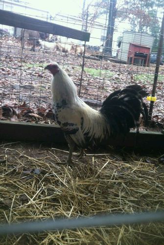 Joe Redmond Grey Gamefowl Hatching Eggs