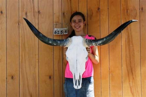 Steer skull long horns 3&#039; 10&#034; cow bull skulls horn h6256 for sale
