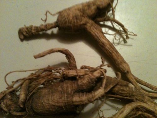 6 GRAM  KY  DRY WILD GINSENG ROOTS VERY OLD With LONG NECKS