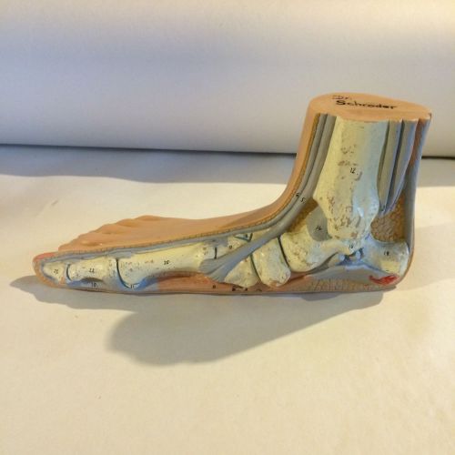 Anatomical Foot Models- flat arch