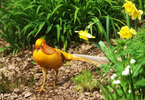 Presale 12 Yellow golden pheasant hatching eggs