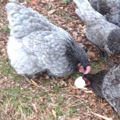 4 + 2 English Orpington Hatching Eggs