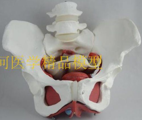 NEW Medical Anatomical Female Pelvis Model Organs Life Size 50