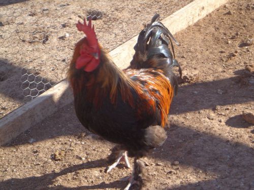 10 + BLACK COPPER MARAN CHICKEN HATCHING EGGS