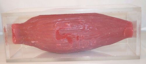 5 LB MUSCLE REPLICA IN PLEXI GLASS DISPLAY EDUCATIONAL