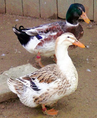 6+ SILVER APPLEYARD DUCK HATCHING EGGS~RARE &amp; BEAUTIFUL~NPIP CERTIFIED