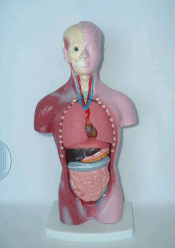 *NEW** 10 inch HUMAN TORSO ANATOMICAL ANATOMY MODEL MEDICAL