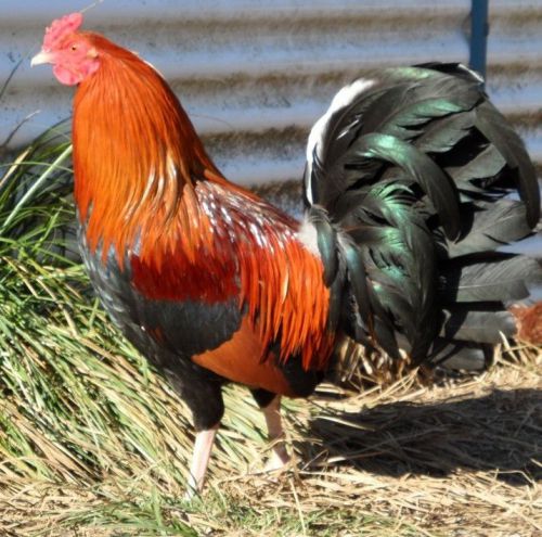 7+chicken gamefowl hatching eggs pure lacy roundheads pre-sale shipsin30to45days for sale