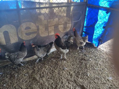 10++ Blue  And Blue Splash Marans Hatching Eggs