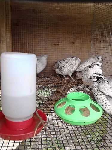 12 + EXTRA SNOWFLAKE BOBWHITE QUAIL HATCHING EGGS NPIP# 14-1312